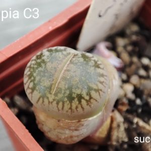 lithops aucampiae C3