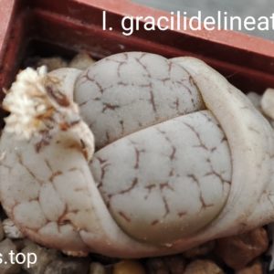 lithops gracilidelineata C373
