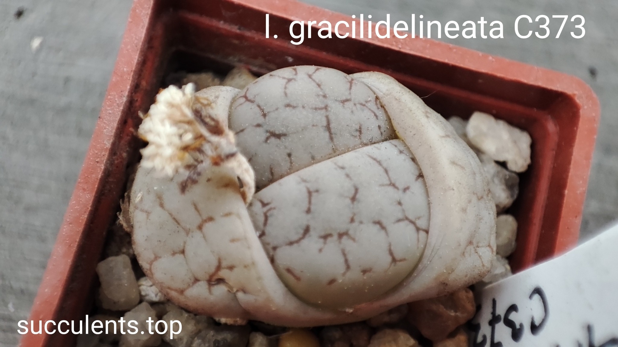 lithops gracilidelineata C373