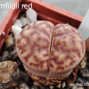 lithops bromfildii red