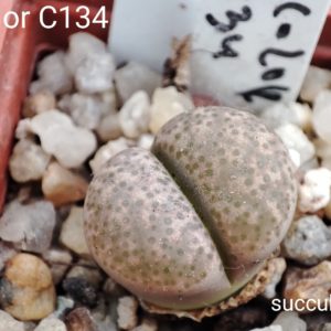 lithops terricolor C134