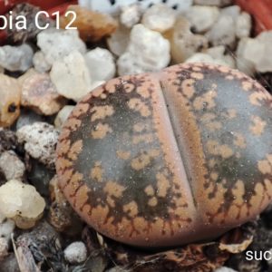 lithops aucampiae C12