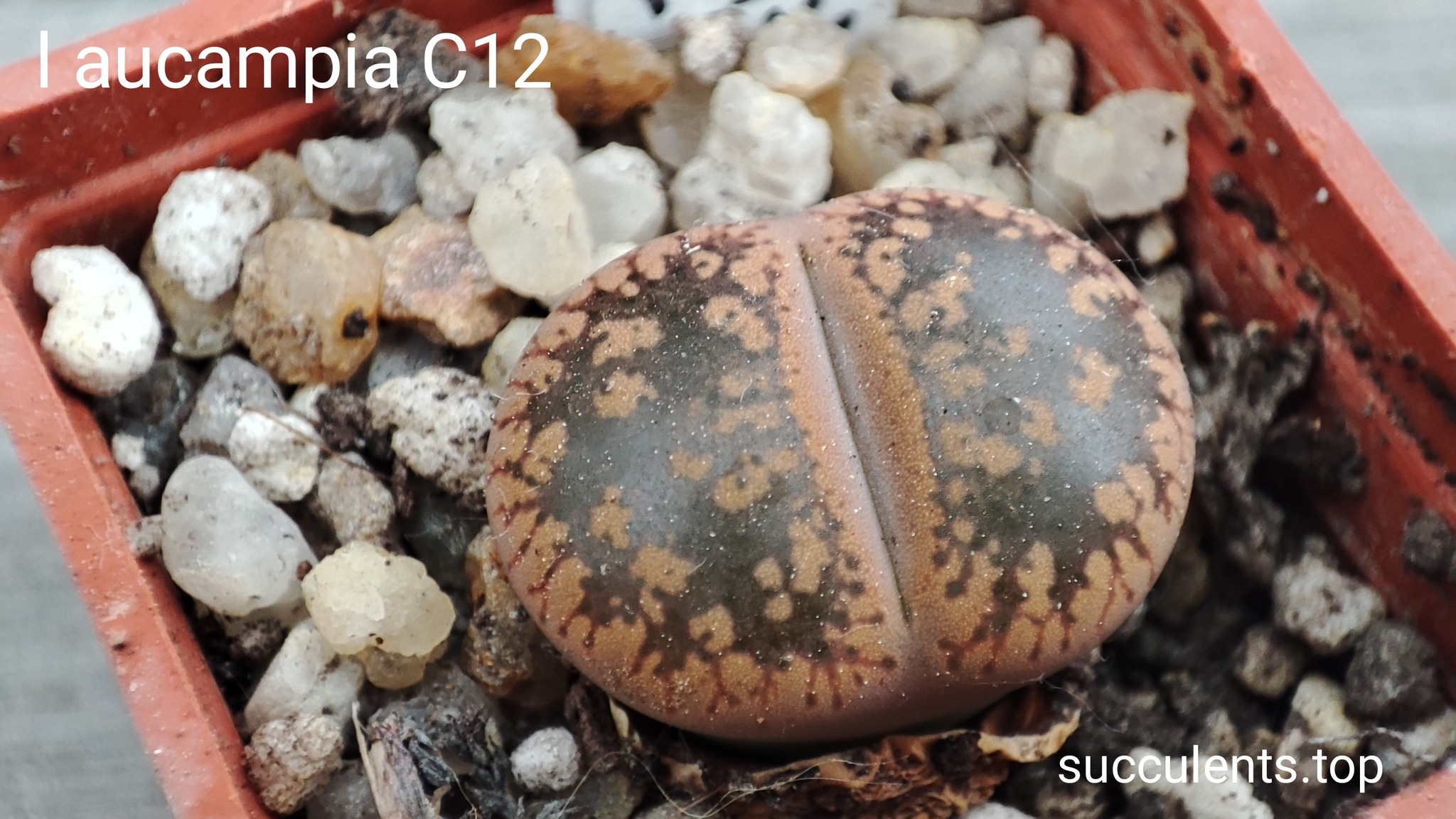lithops aucampiae C12