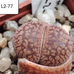 lithops aucampiae L2-77