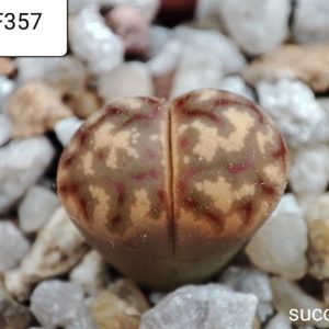 lithops dorothea F357
