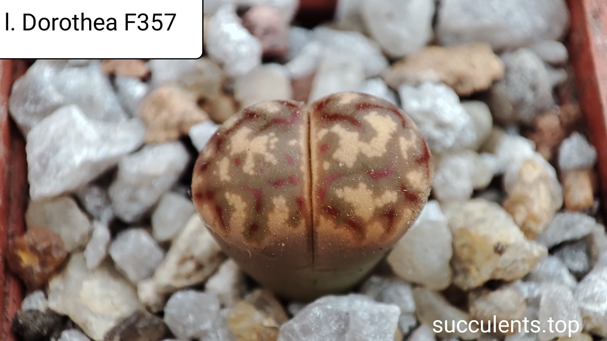 lithops dorothea F357