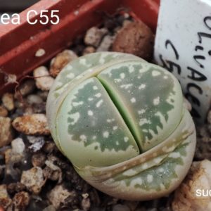 lithops olivacea C55