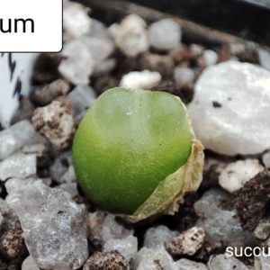 conophytum ratum