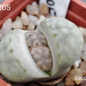 lithops julii C205