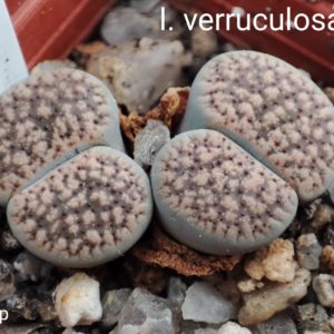 lithops verruculosa C178