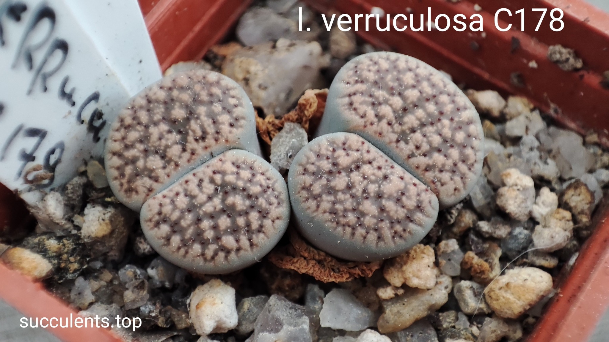 lithops verruculosa C178