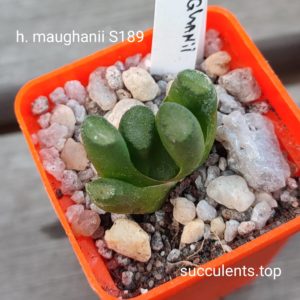 haworthia maughanii S189