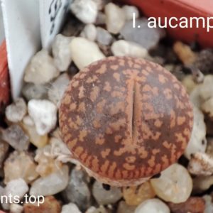 lithops aucampiae C256