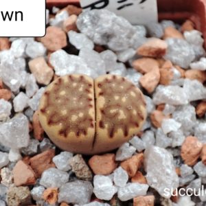 lithops julii Brown