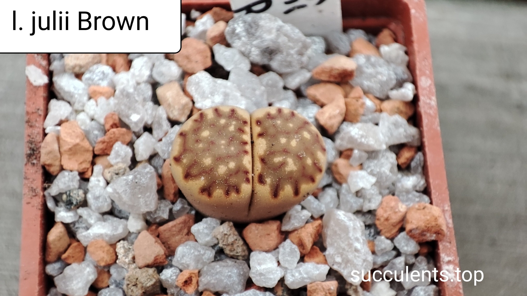lithops julii Brown