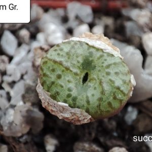 conophytum obcordellum