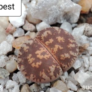 lithops lesliei best