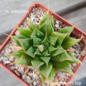 haworthia selection