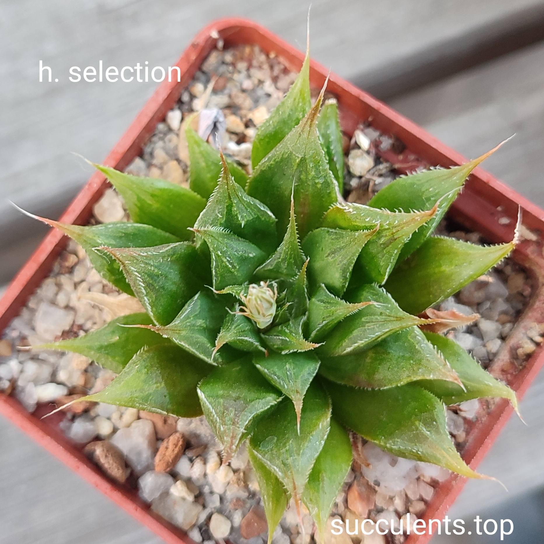 haworthia selection