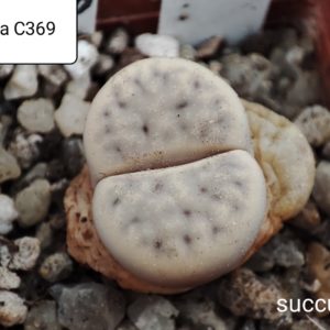lithops karasmontana C369
