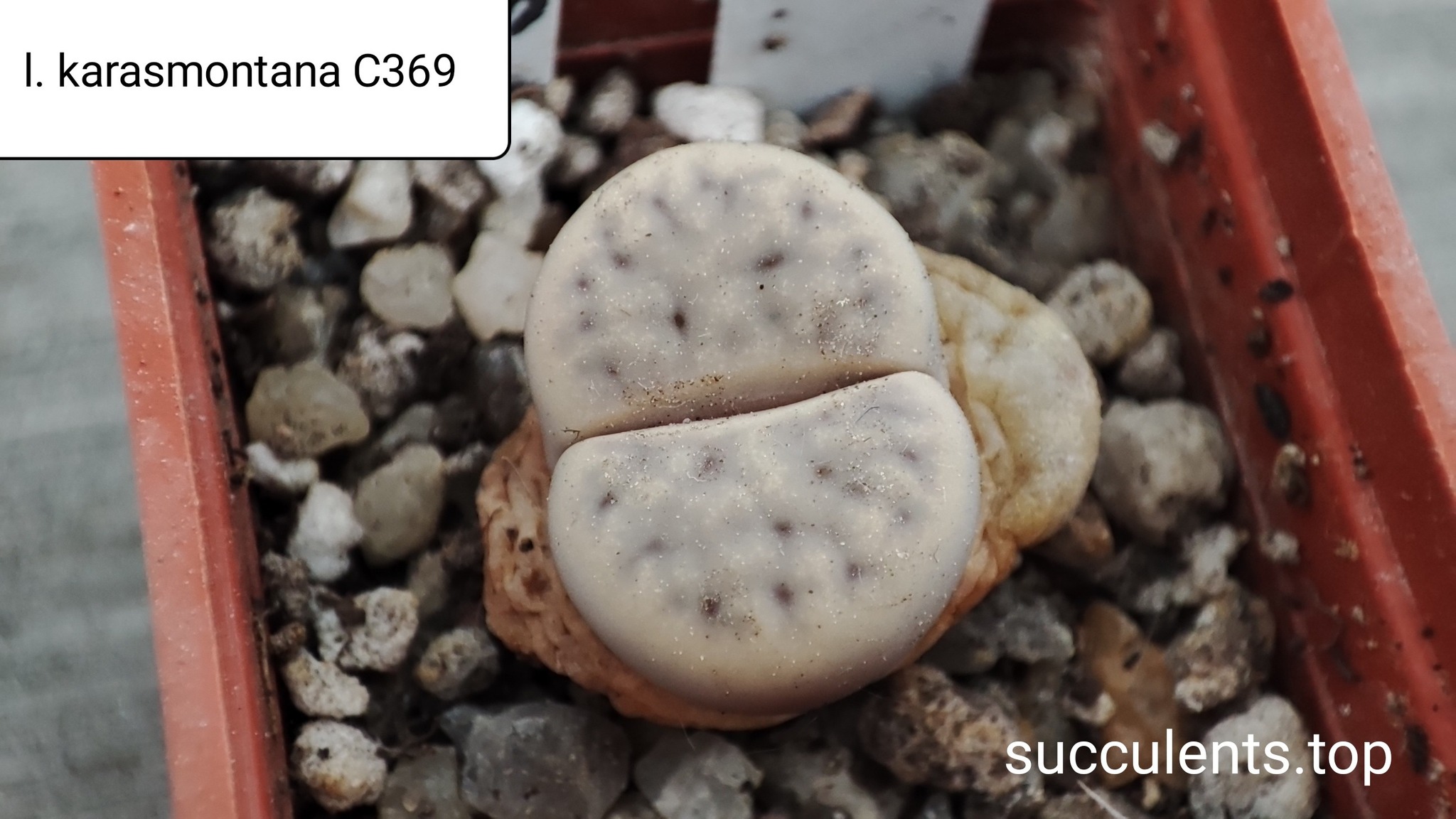 lithops karasmontana C369