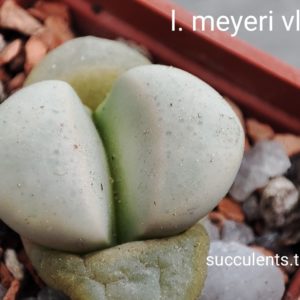 lithops meyeri Vlak-myn