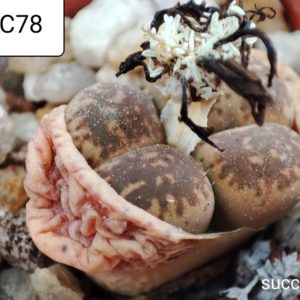 lithops gesinae C78