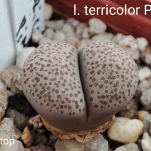 lithops terricolor pink