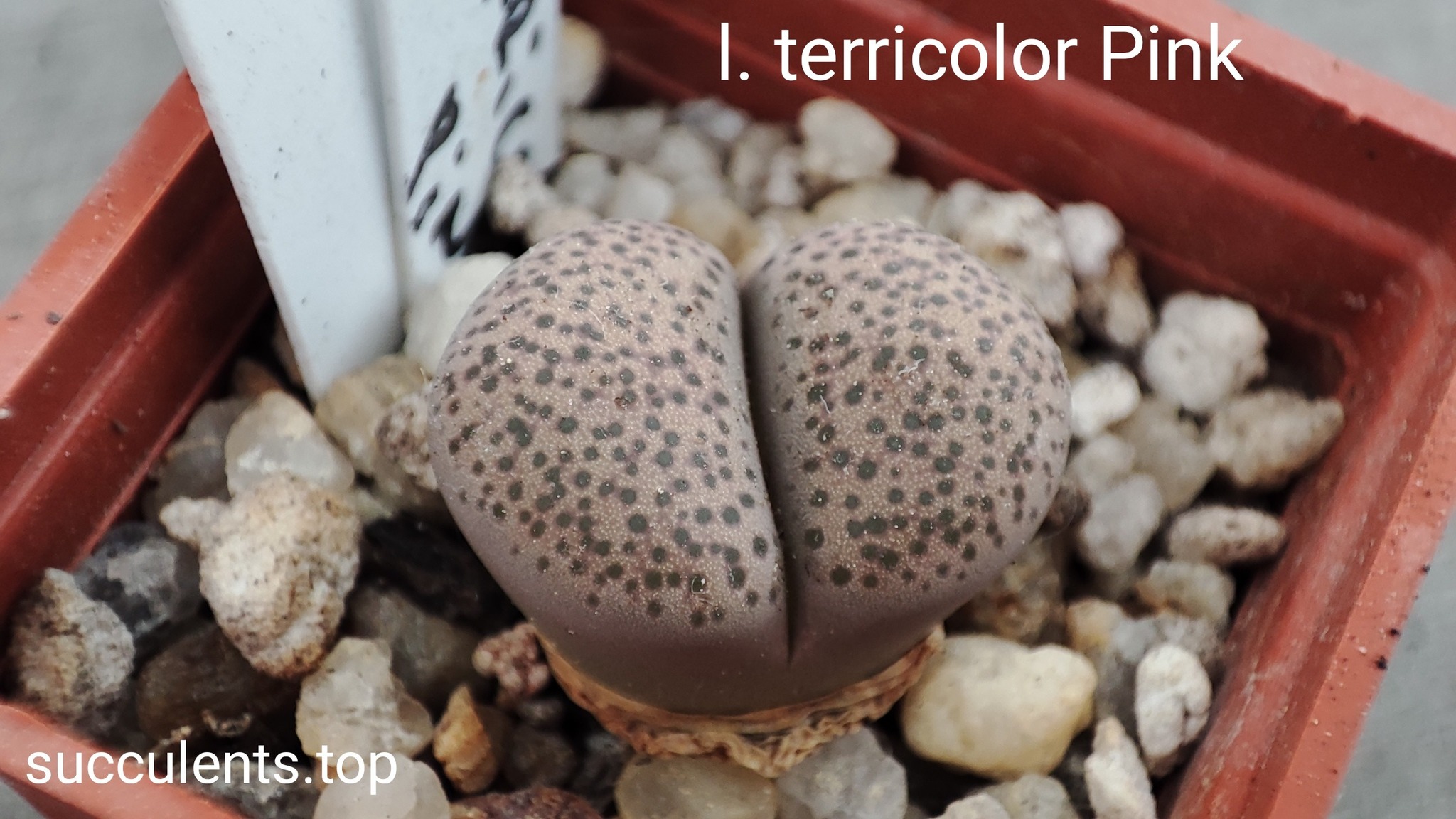 lithops terricolor pink
