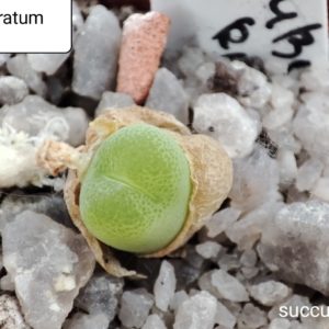 conophytum subfenestratum