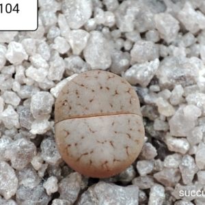 lithops pseudotruncatella C104