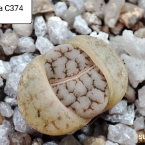 lithops gracilidelineata C374