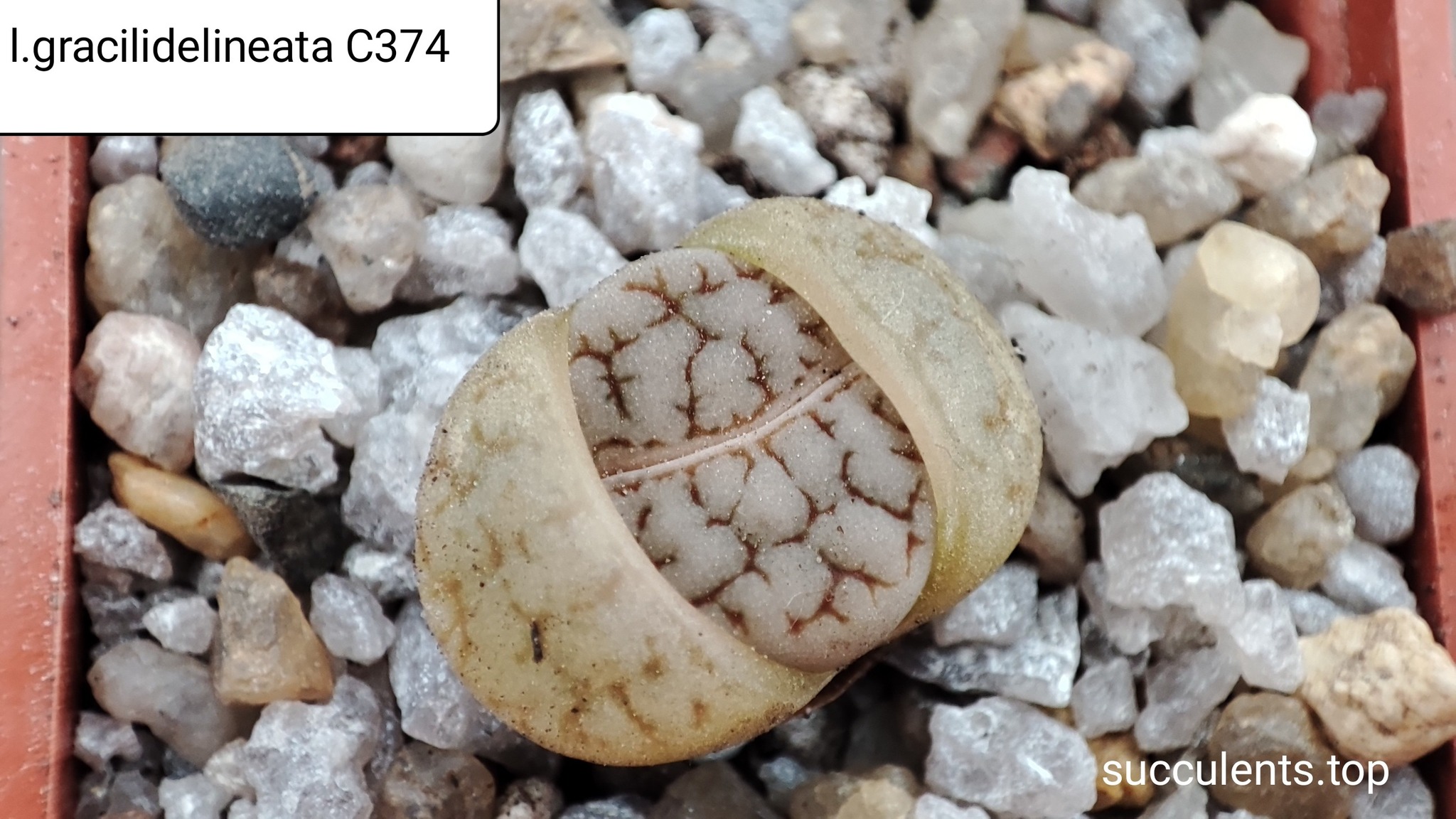 lithops gracilidelineata C374