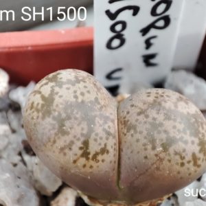 lithops coleorum SH1500