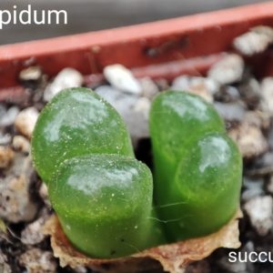 conophytum limpidum