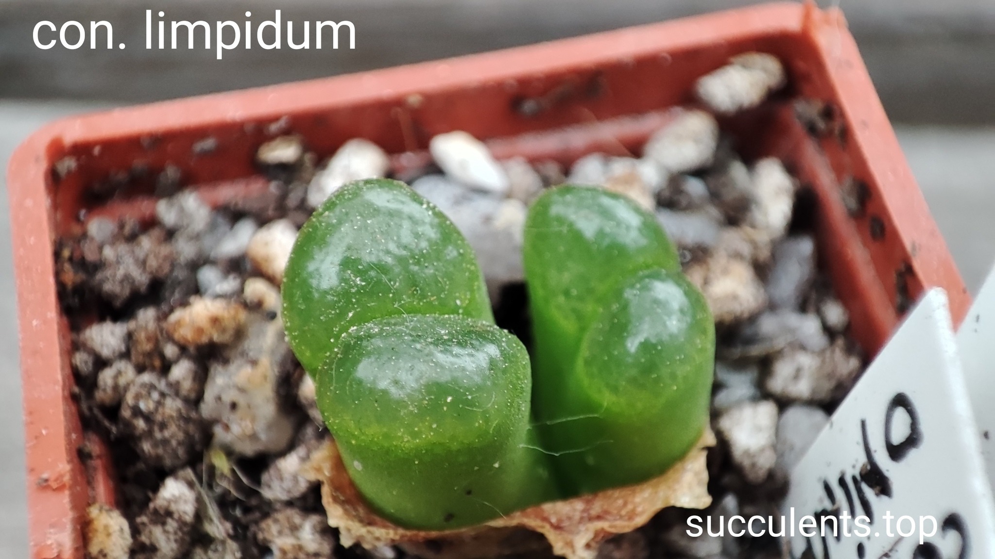 conophytum limpidum