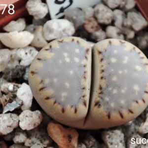 lithops julii C178