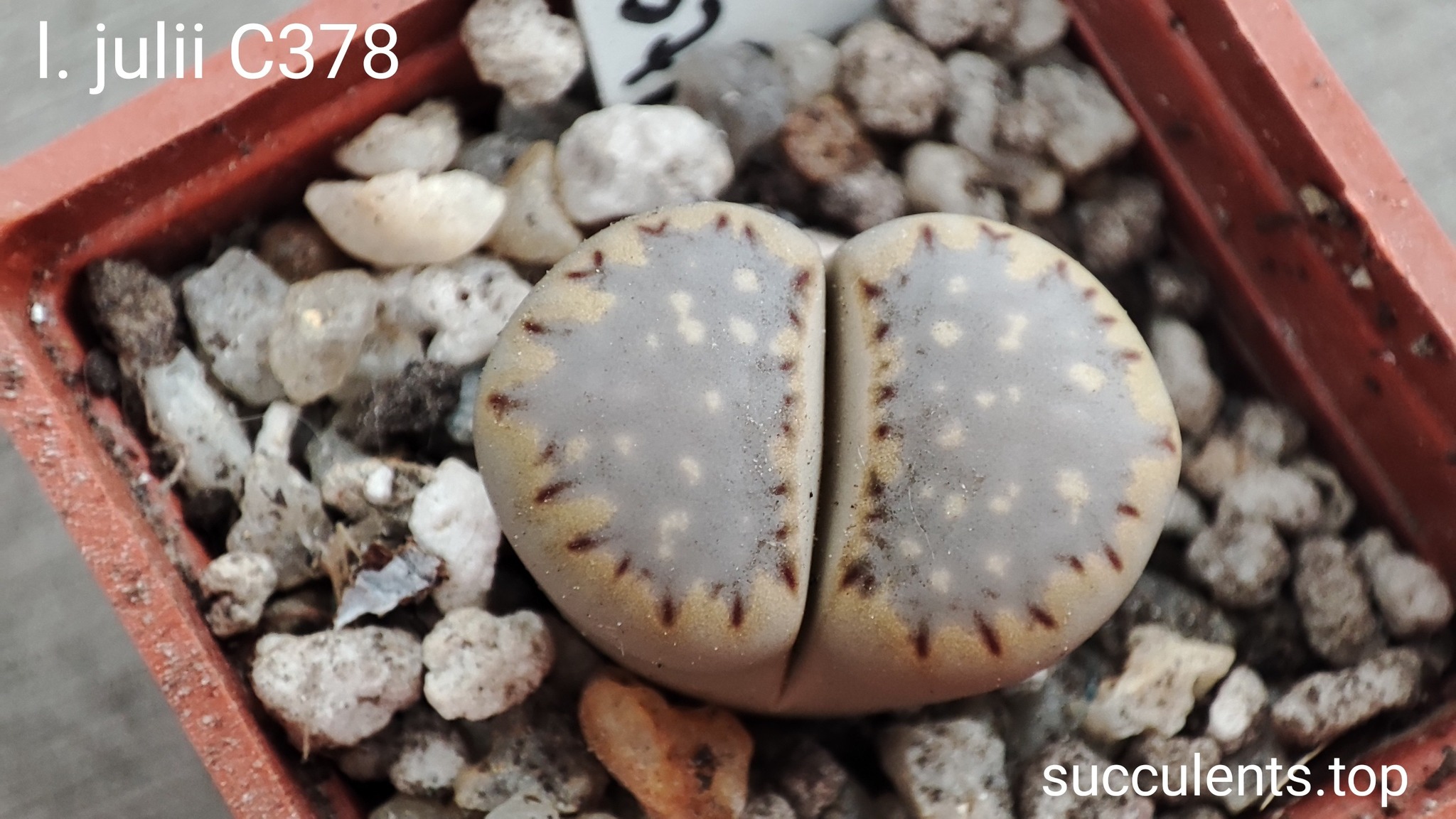 lithops julii C178
