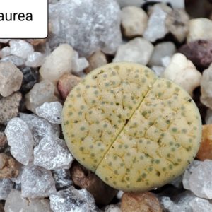 lithops fulviceps cv aurea