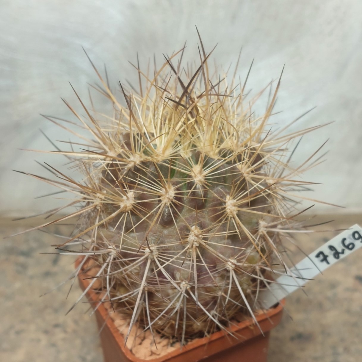 7269 Neoporteria aff. subgibbosa