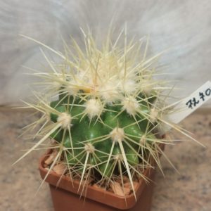 7270 Echinocactus grusonii