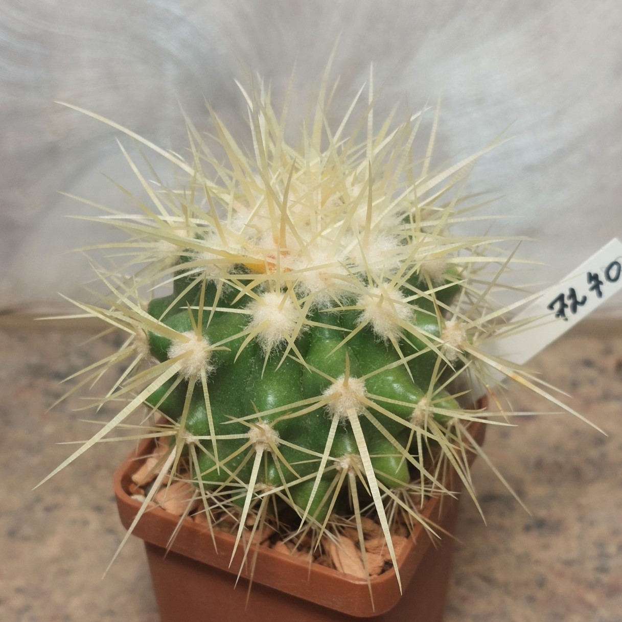 7270 Echinocactus grusonii