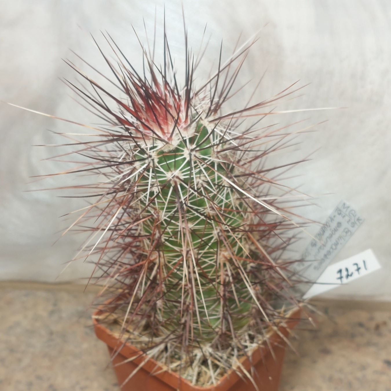7271 Echinocereus engelmannii v. variegatus