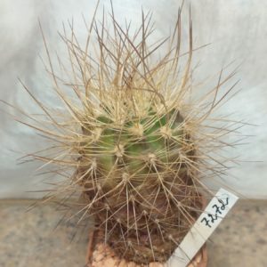 7272 Neoporteria aff. subgibbosa