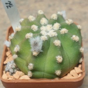 7281 Echinopsis subdenudata