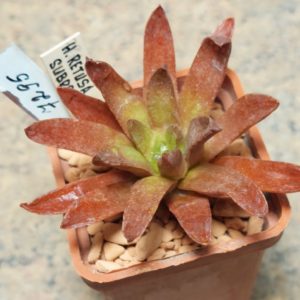 7295 Haworthia retusa v. subrecta SA