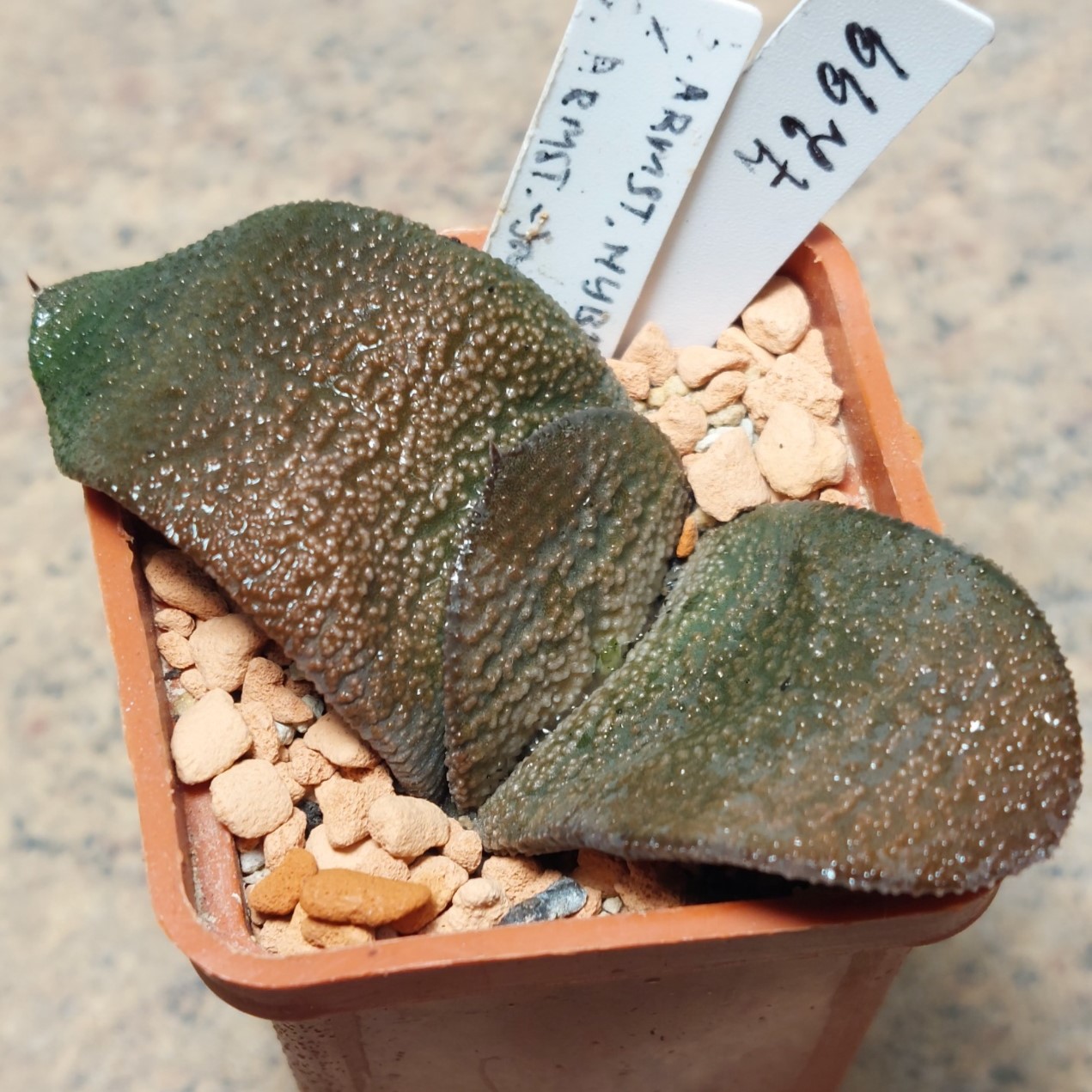 7299 Gasteria armstrongii hybrid