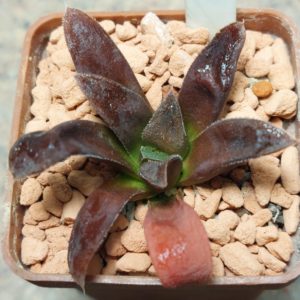 7307 Haworthia 'Chocolad' hybrid