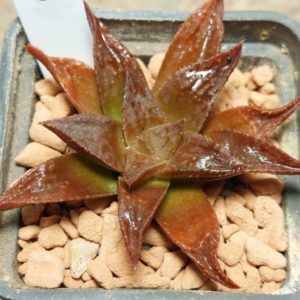 7308 Haworthia hybrid