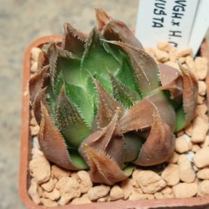 7310 Haworthia maughanii x cooperi v.venusta F2